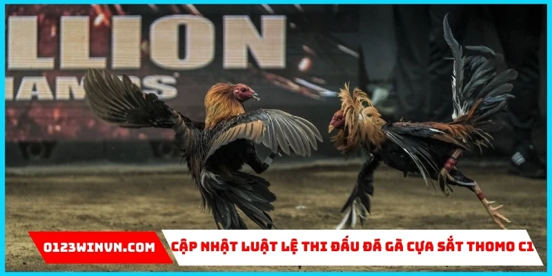 Cập nhật luật lệ thi đấu đá gà cựa sắt Thomo C1