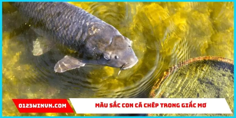 Mơ thấy con cá chép đánh con gì? Giải mã chi tiết Màu sắc con cá chép trong giấc mơ tiết lộ điều gì?