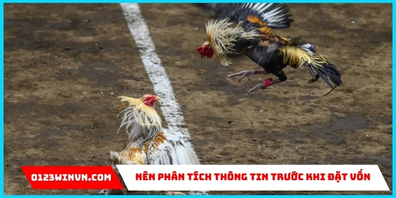 Chiến thuật đặt cược đá gà